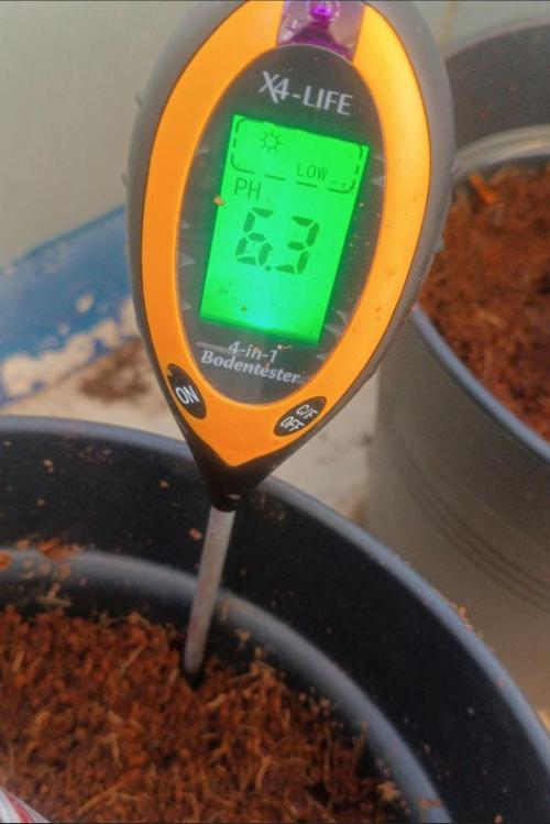 First grow outdoor + indoor | Biscotti. Week 2