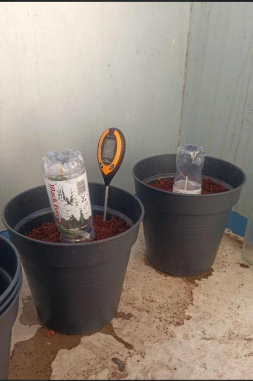 First grow outdoor + indoor | Biscotti. Week 2