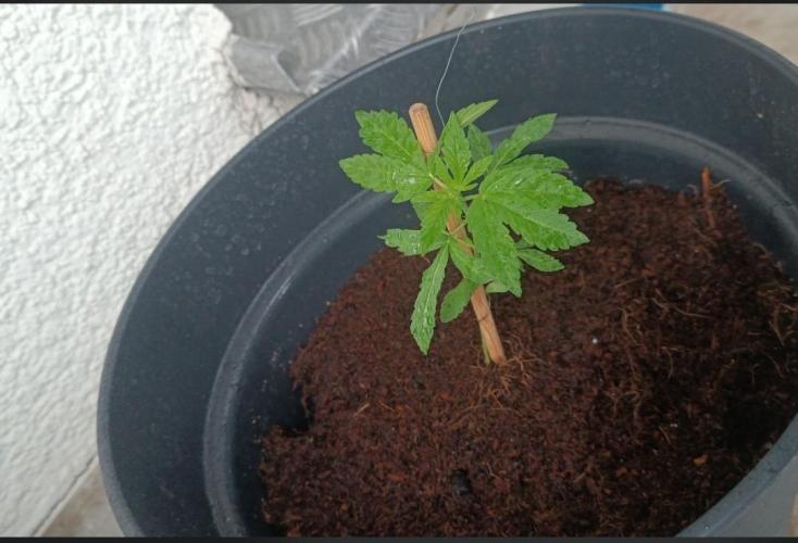 First grow outdoor + indoor | Biscotti. Week 3