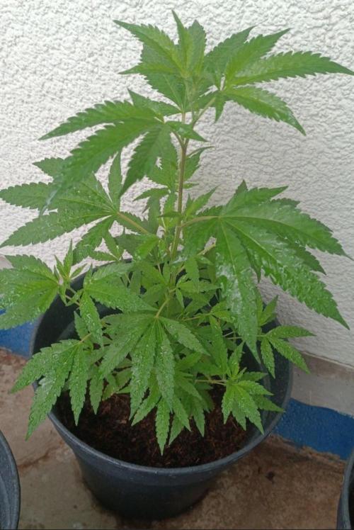 First grow outdoor + indoor | Biscotti. Week 3