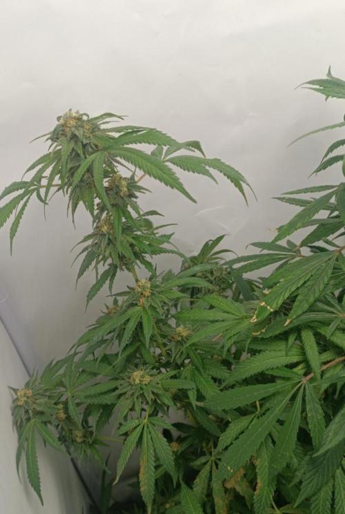 First grow outdoor + indoor | Biscotti. Week 28 - The last flush before harvest