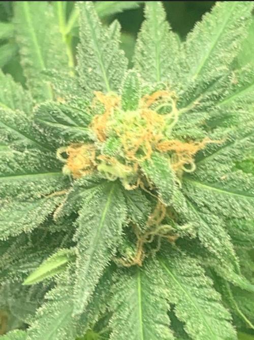 First grow outdoor + indoor | Biscotti. Week 28