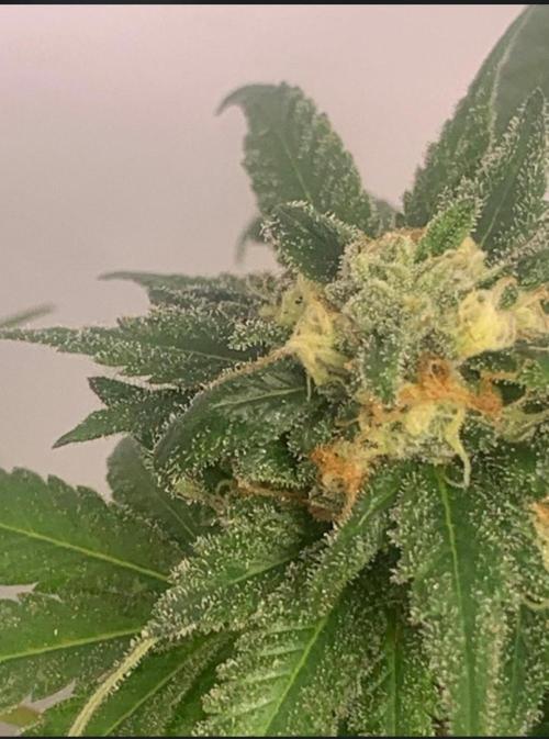 First grow outdoor + indoor | Biscotti. Week 28