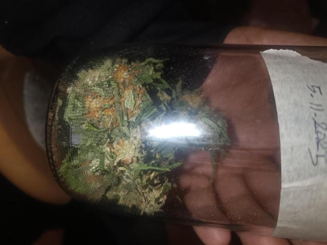 First grow outdoor + indoor | Biscotti. Week 28