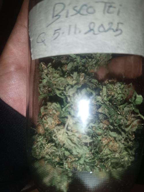 First grow outdoor + indoor | Biscotti. Week 28