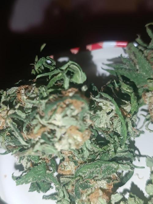 First grow outdoor + indoor | Biscotti. Week 28