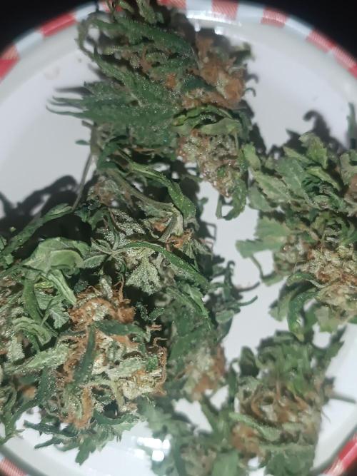 First grow outdoor + indoor | Biscotti. Week 28 - Final stage ready to go