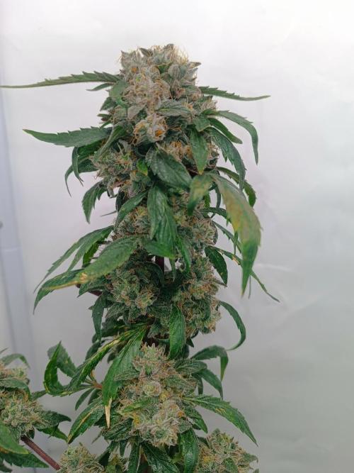 First grow outdoor + indoor | Biscotti. Week 30