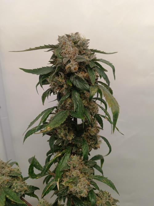 First grow outdoor + indoor | Biscotti. Week 30