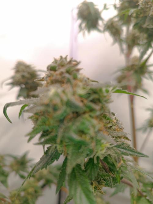 First grow outdoor + indoor | Biscotti. Week 30