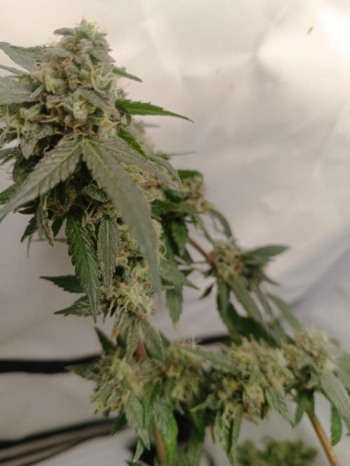 First grow outdoor + indoor | Biscotti. Week 30