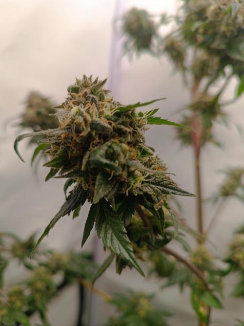 First grow outdoor + indoor | Biscotti. Week 30