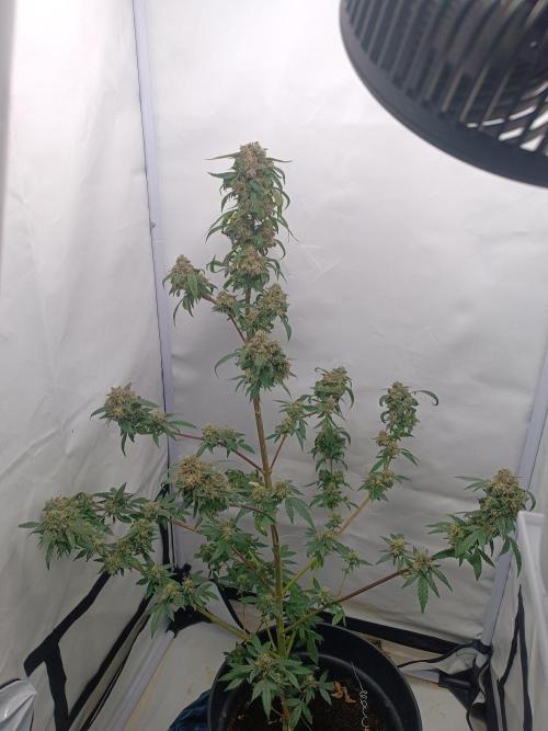 First grow outdoor + indoor | Biscotti. Week 30