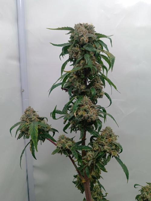 First grow outdoor + indoor | Biscotti. Week 30