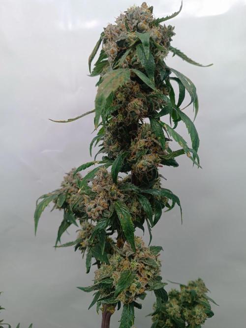 First grow outdoor + indoor | Biscotti. Week 30 - 25.11.25