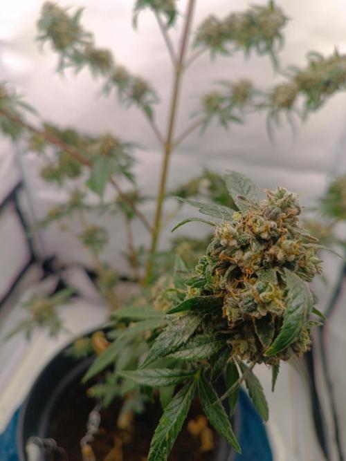 First grow outdoor + indoor | Biscotti. Week 30 - 25.11.25