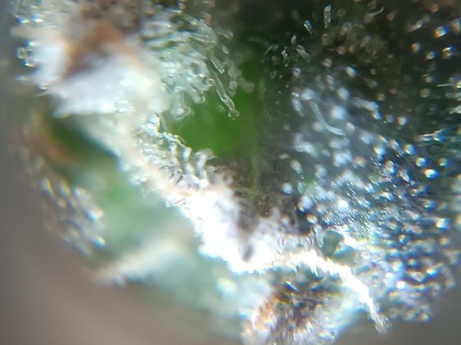 First grow outdoor + indoor | Biscotti. Week 30 - 25.11.25