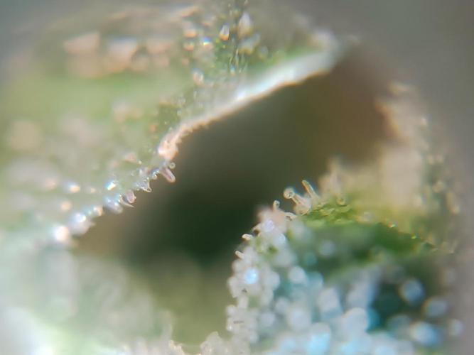 First grow outdoor + indoor | Biscotti. Week 30 - 25.11.25