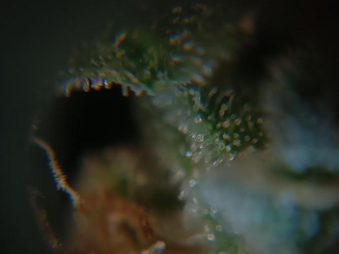 First grow outdoor + indoor | Biscotti. Week 30 - 25.11.25