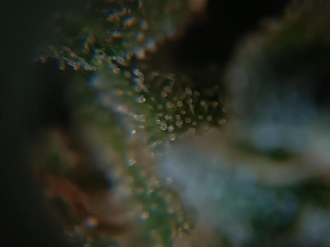 First grow outdoor + indoor | Biscotti. Week 30 - 25.11.25