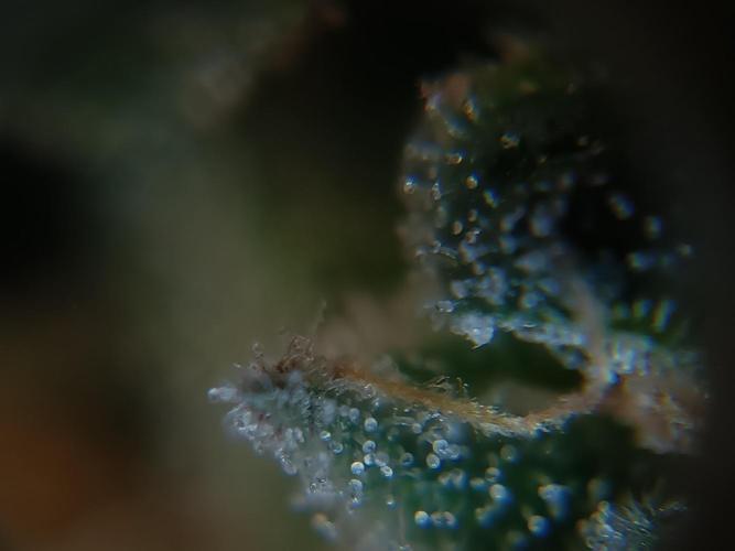 First grow outdoor + indoor | Biscotti. Week 30 - 25.11.25