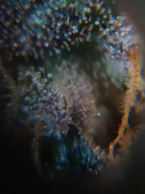 First grow outdoor + indoor | Biscotti. Week 30 - 25.11.25