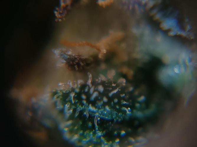 First grow outdoor + indoor | Biscotti. Week 30 - 25.11.25