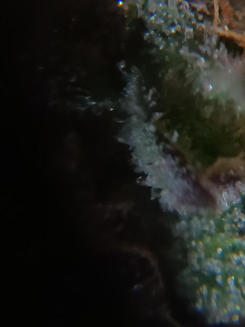 First grow outdoor + indoor | Biscotti. Week 30 - 25.11.25