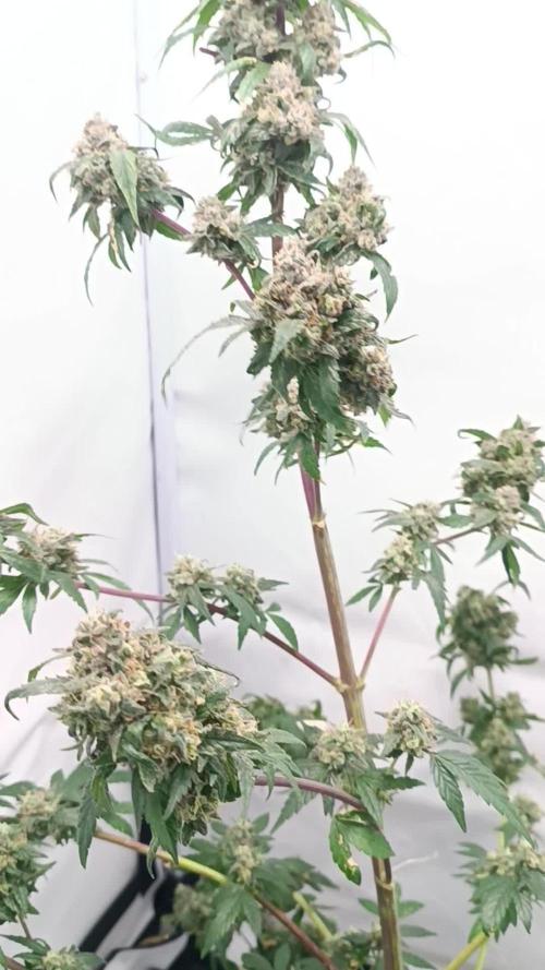 First grow outdoor + indoor