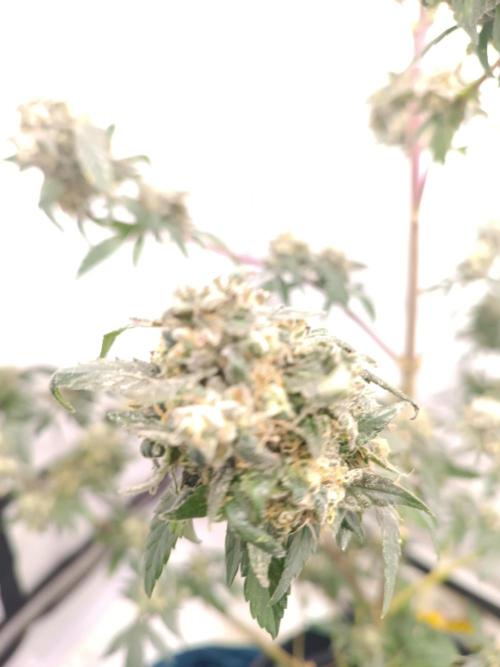 First grow outdoor + indoor | Biscotti. Week 30 - 25.11.25