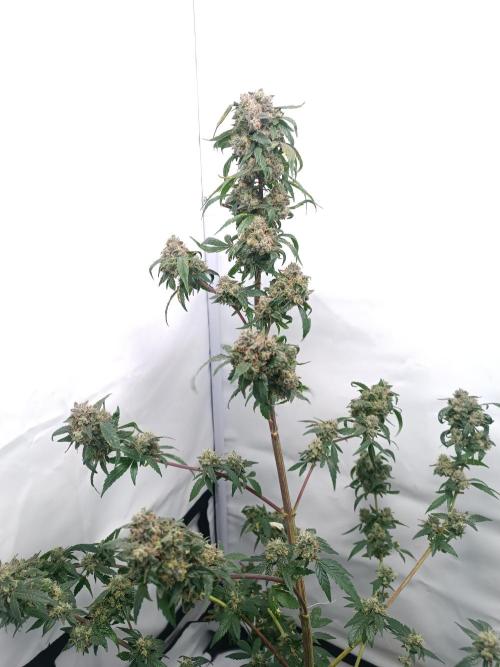 First grow outdoor + indoor | Biscotti. Week 30 - 25.11.25