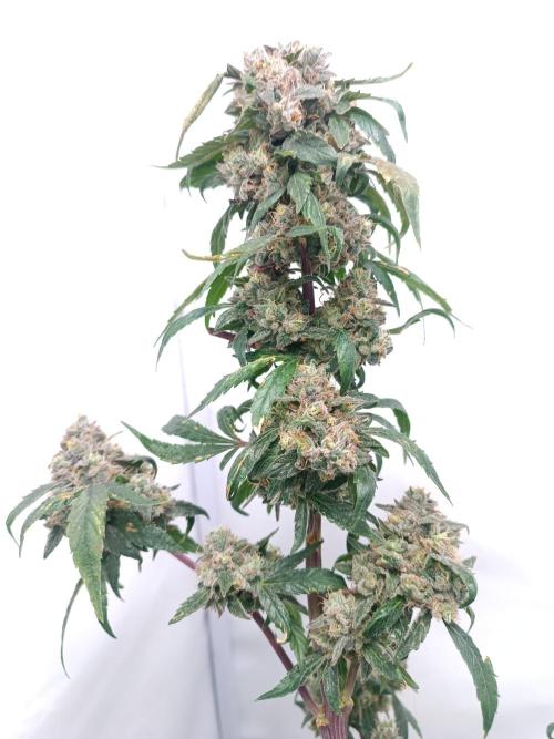 First grow outdoor + indoor | Biscotti. Week 30 - 25.11.25