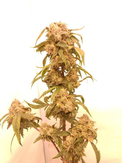 First grow outdoor + indoor | Biscotti. Week 30 - 25.11.25