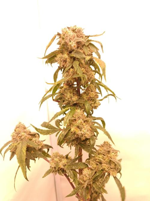 First grow outdoor + indoor | Biscotti. Week 30 - 25.11.25