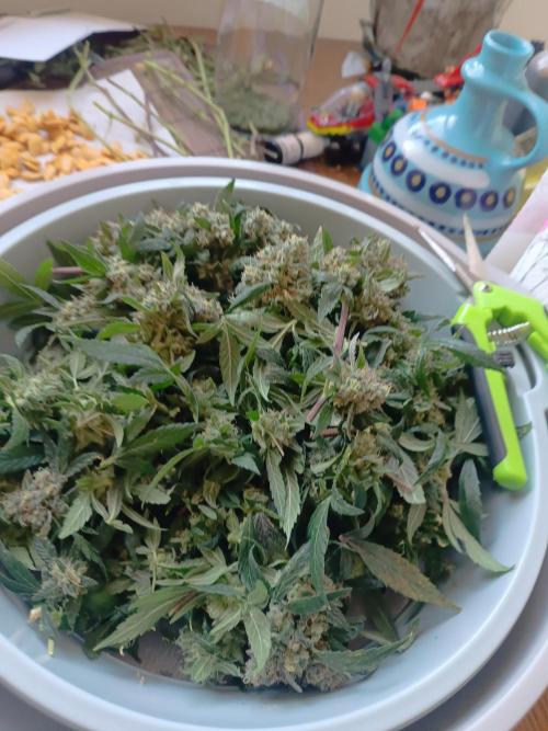 First grow outdoor + indoor | Biscotti. Week 31