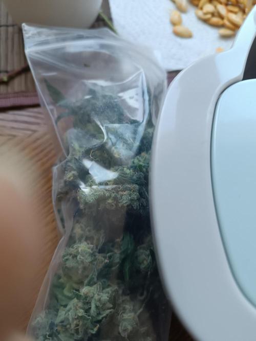 First grow outdoor + indoor | Biscotti. Week 31