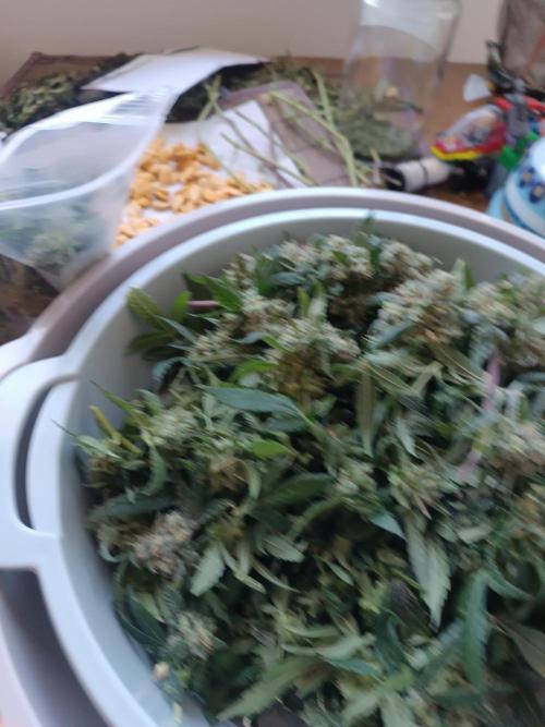 First grow outdoor + indoor | Biscotti. Week 31