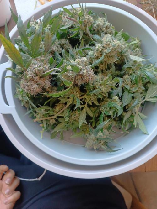 First grow outdoor + indoor | Biscotti. Week 31