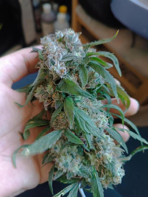 First grow outdoor + indoor | Biscotti. Week 31