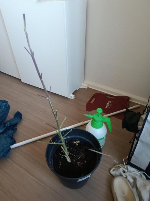 First grow outdoor + indoor | Biscotti. Week 31