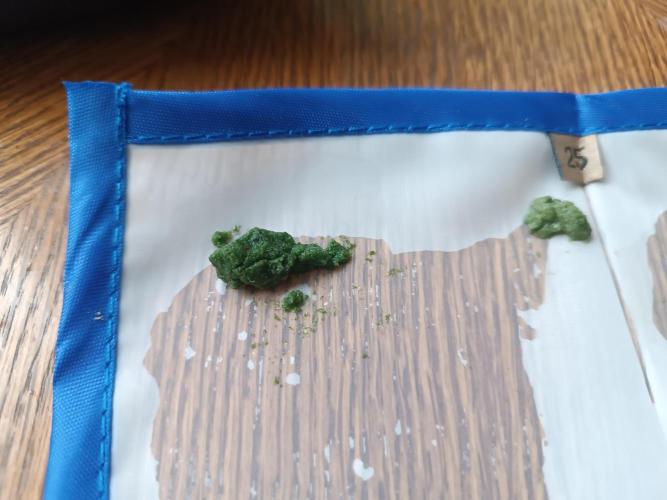 First grow outdoor + indoor | Biscotti. Week 31