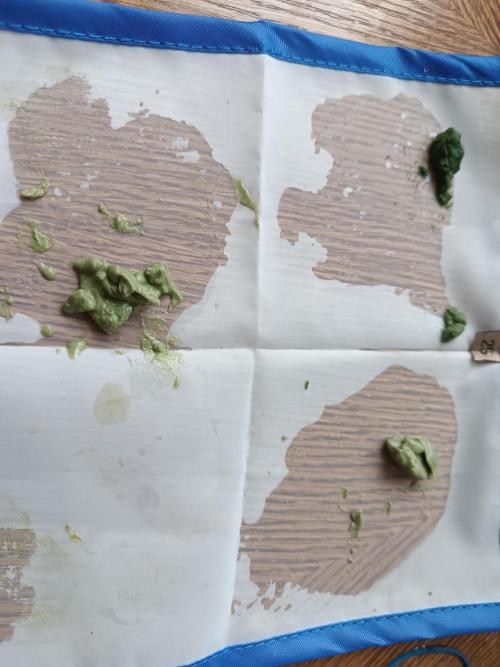 First grow outdoor + indoor | Biscotti. Week 31