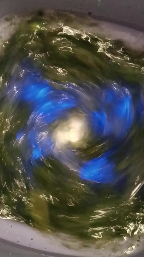 First grow outdoor + indoor | Biscotti