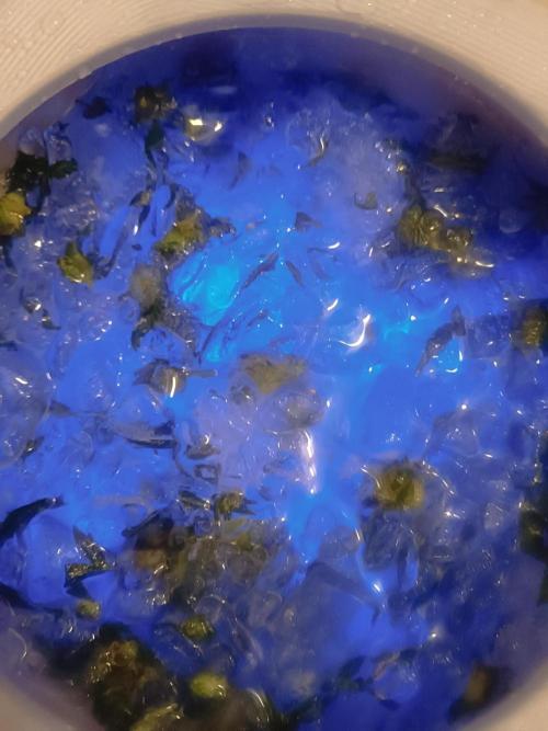 First grow outdoor + indoor | Biscotti. Week 31