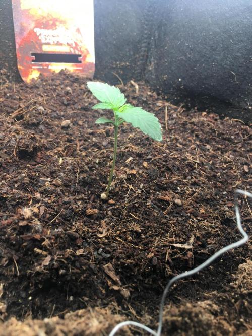 null. Week 1 - 14.12