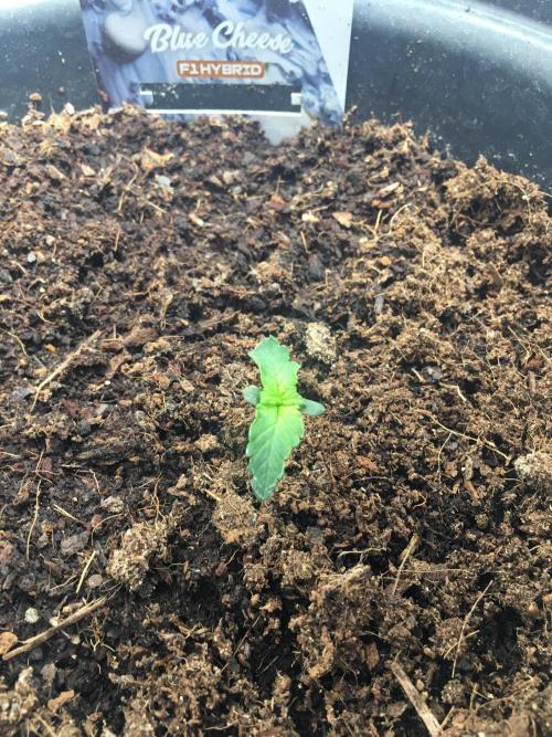 null. Week 1 - 14.12