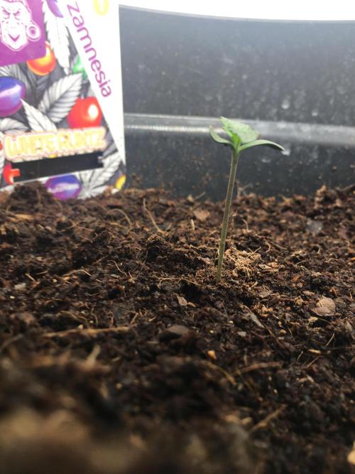 null. Week 1 - 14.12