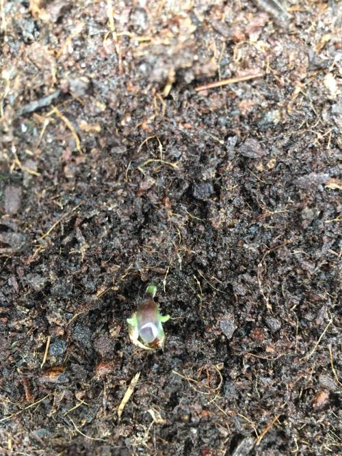 December 2025 | Wedding Cake 🍰. Week 0