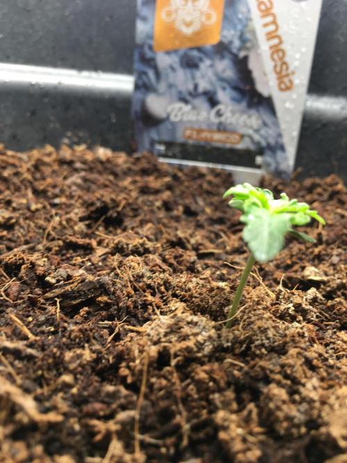 null. Week 1 - 15.12