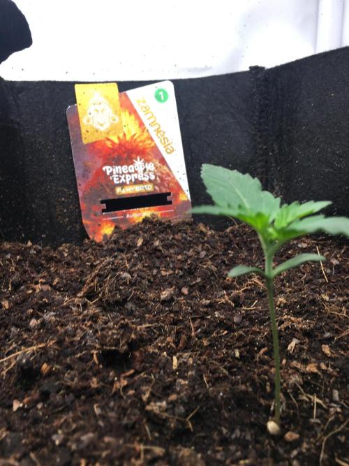 null. Week 1 - 15.12